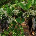 Terminalia prunioides Λουλούδι