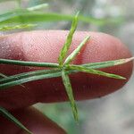 Cyperus zollingeri Floro