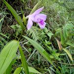 Sobralia rosea Virág