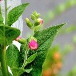 Digitalis thapsi Liść
