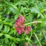 Valeriana lecoqii Цветок