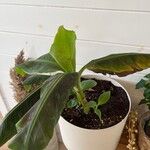 Musa acuminata Feuille