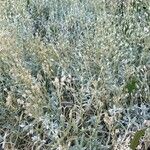 Cerastium biebersteinii Hoja