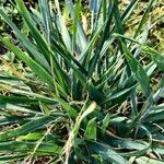 Triticum aestivum Blad