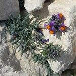 Linaria alpina Хабит