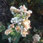 Eriogonum parvifolium Квітка