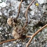 Hieracium phlomoides Fruit