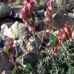 Rumex papilio Hábito