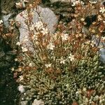 Saxifraga conifera Flower