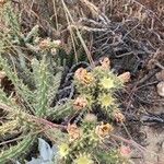 Cylindropuntia acanthocarpa Levél