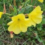 Oenothera glaziovianaFloare