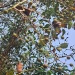 Smilax rotundifolia Frugt