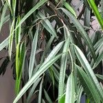 Ficus spp. Leaf