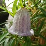 Nesocodon mauritianus 花