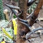 Vachellia collinsii Kabuk