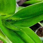 Ornithogalum dubium Fulla