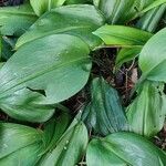 Urceolina amazonica Leaf