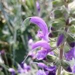 Salvia pratensis Blüte