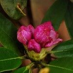 Rhododendron balfourianum Άλλα