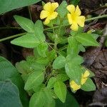 Oxalis frutescens Лист