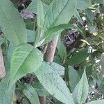 Buddleja globosaLapas