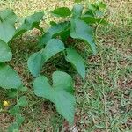 Ipomoea alba Blatt