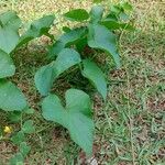 Ipomoea alba Leaf