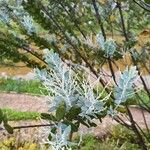 Acacia podalyriifolia Blatt