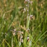 Thalictrum alpinum Muu