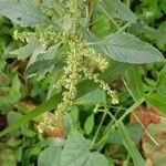 Amaranthus spinosus 花