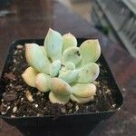 Pachyphytum bracteosum পাতা