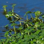 Hydrocotyle ranunculoides Yeri