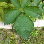 Rubus adscitus Folha