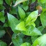 Persicaria tinctoria ഇല