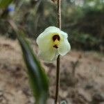 Dietes bicolor Flor