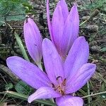 Colchicum cupanii Квітка