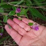 Gomphrena serrataFlower