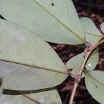 Xylopia rubescens Leaf