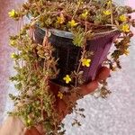 Portulaca quadrifida Folha