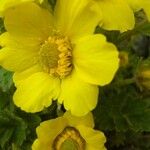 Geum reptans Other