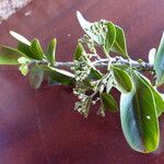 Hymenodictyon parvifolium