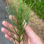 Equisetum arvenseഇല