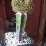 Cleistocactus winteri Blad