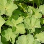 Alchemilla xanthochlora Лист