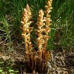 Orobanche lutea Habitus