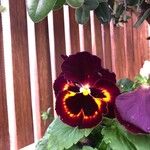 Viola × wittrockiana Цвят