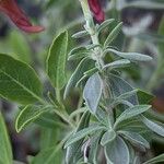 Salvia lanceolata Leaf