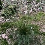 Festuca filiformis Хабит