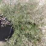Eragrostis minor Tabia