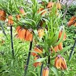 Fritillaria imperialisFloro